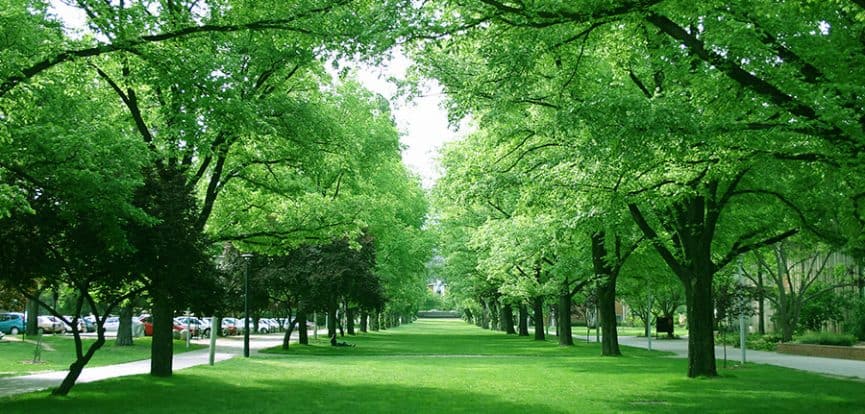Công viên cây xanh